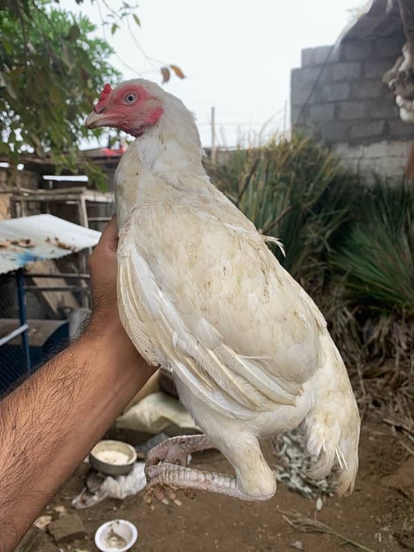 heera papaer white madi for sale blkul egg start 4