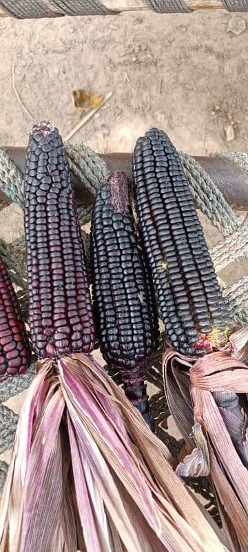 Black wheat and. corn seed available for sale 03214099538 3