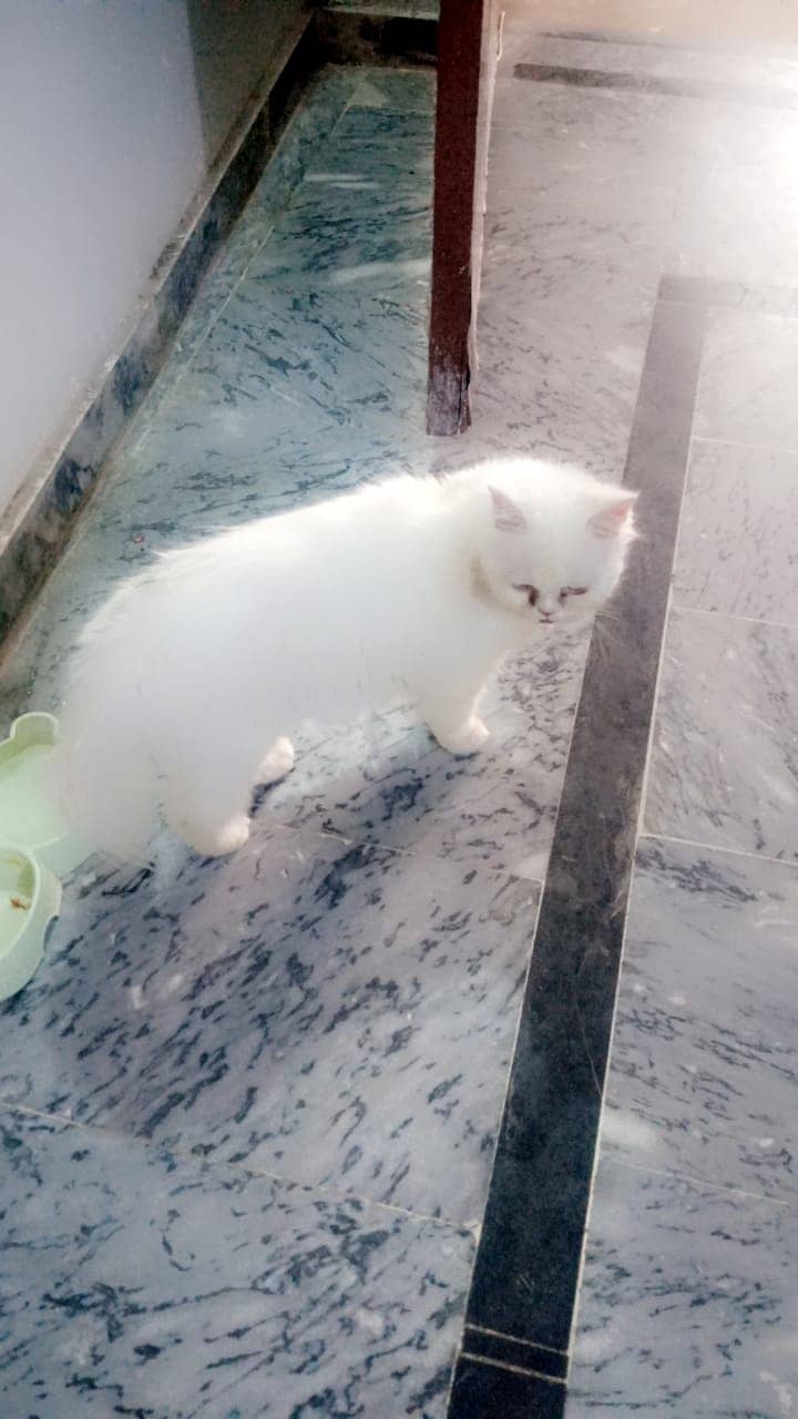 Persian kitten for sale triple coat 0