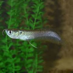 silver arowana fish 4.5inch(big offer)