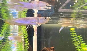 silver arowana fish 5inch(big offer)