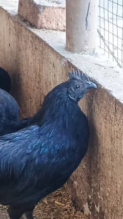 ayam cemani chicks 1week