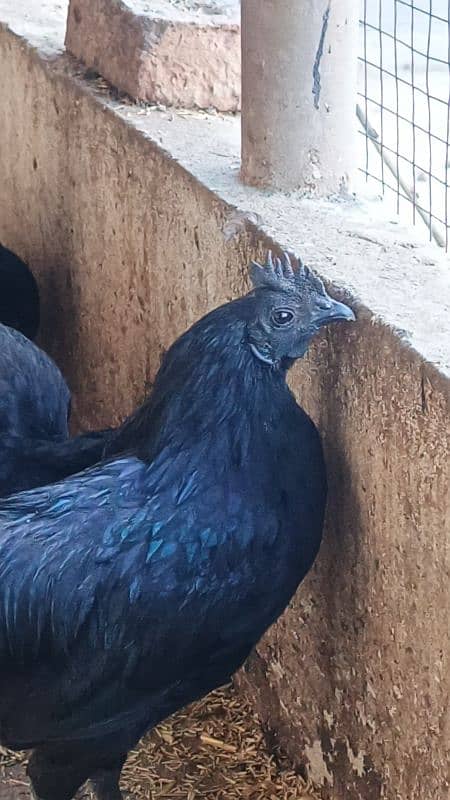 ayam cemani chicks 1week 0