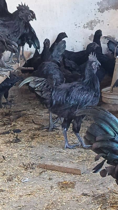 ayam cemani chicks 1week 1