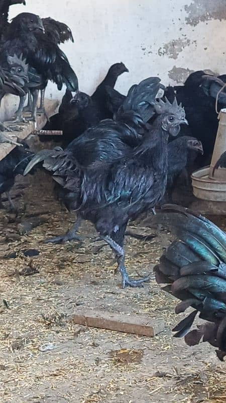 ayam cemani chicks 1week 2