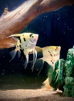 Angel fish and gourami