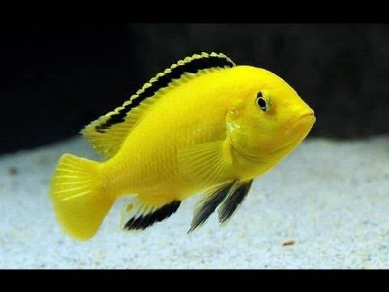 Aquarium Fishes For Sale 1