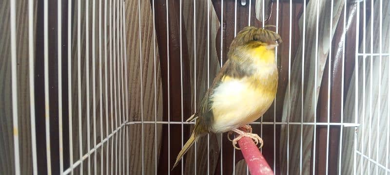 canary singing bird 15