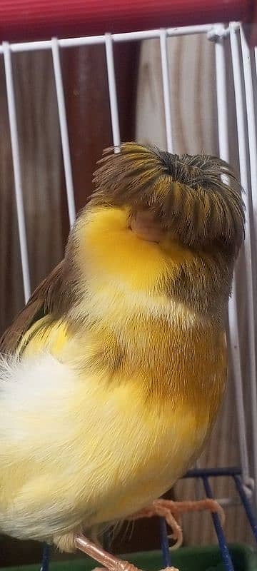 canary singing bird 0