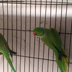 Ringneck breeder pair 14000 kami peshi hojaygi lekin 7 8 walay nhi aye