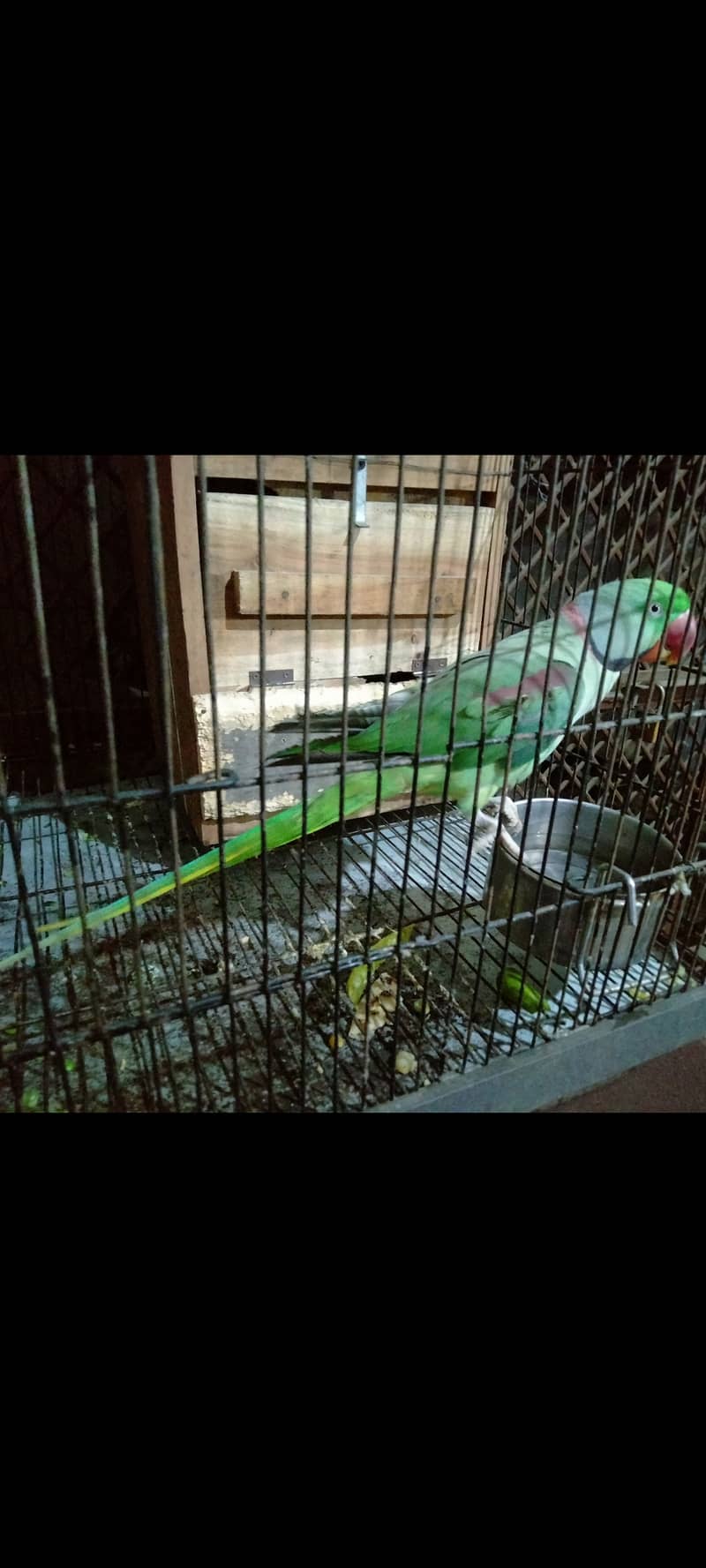 Raw Parrot for sale. 1