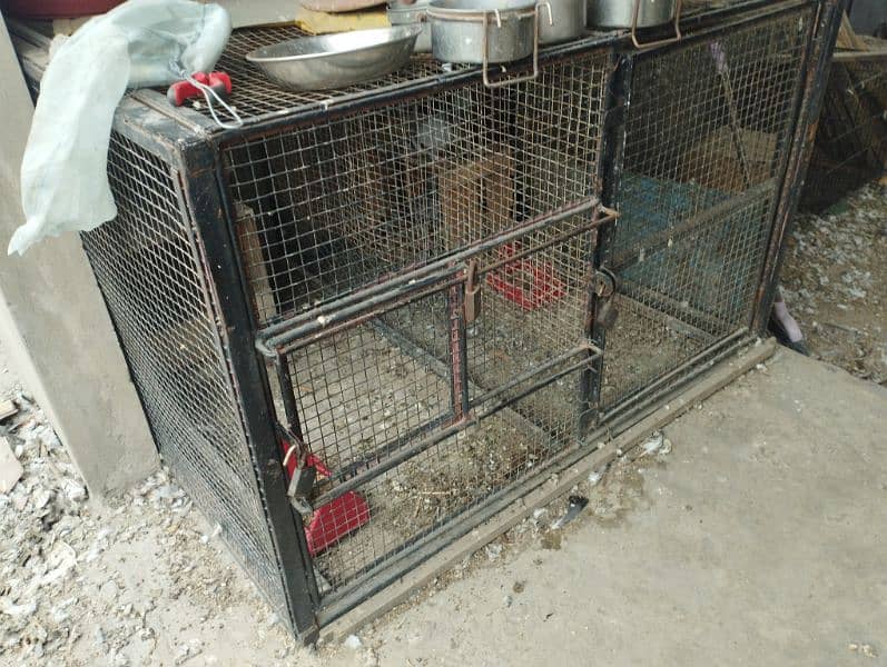 hen and pigeon cadge available 0