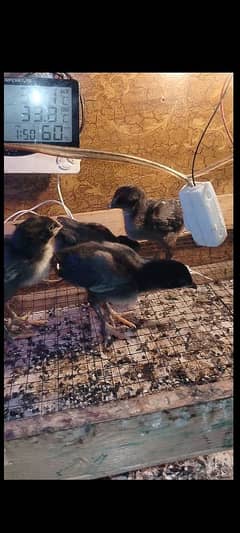 1 Month Aseel Thai  chicks for sale Rs1500 par pis