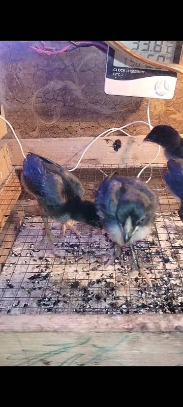 1 Month Aseel Thai  chicks for sale Rs1500 par pis 1