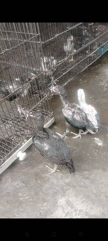 1 Month Aseel Thai  chicks for sale Rs1500 par pis 2