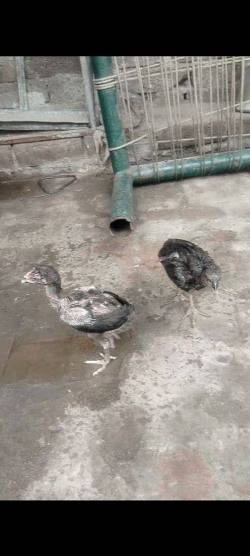 1 Month Aseel Thai  chicks for sale Rs1500 par pis 3