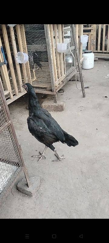 1 Month Aseel Thai  chicks for sale Rs1500 par pis 6