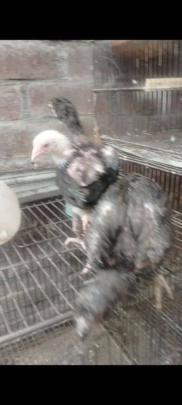 1 Month Aseel Thai  chicks for sale Rs1500 par pis 7