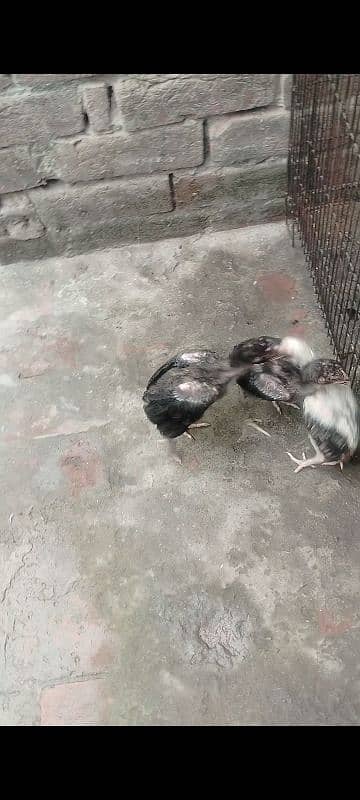 1 Month Aseel Thai  chicks for sale Rs1500 par pis 9