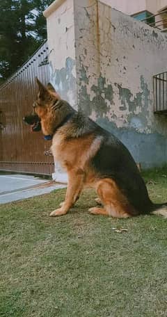 German Shepherd