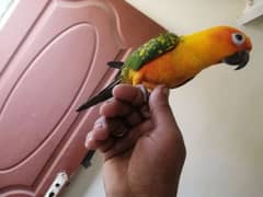 sunconure