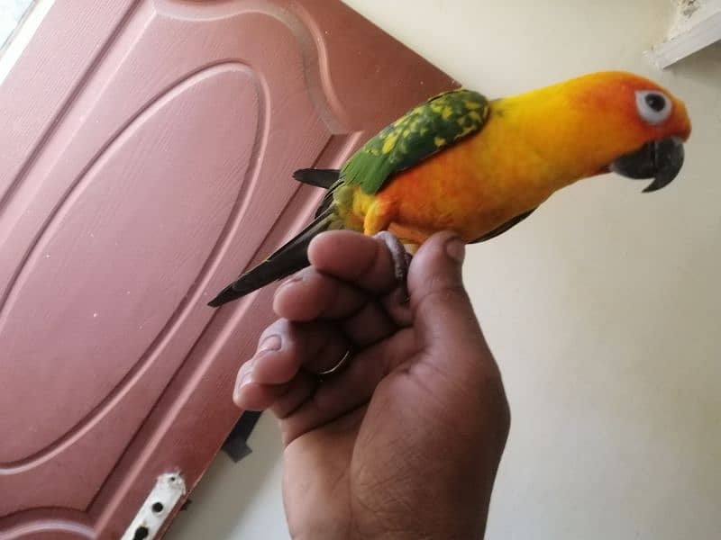 sunconure 1