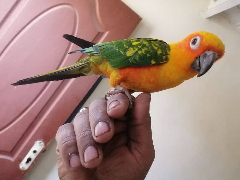 sunconure 2