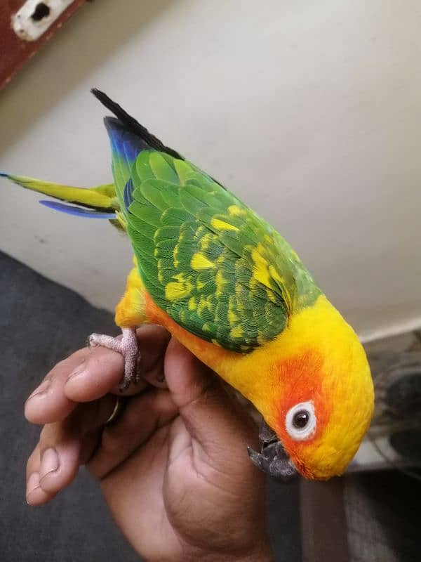 sunconure 3