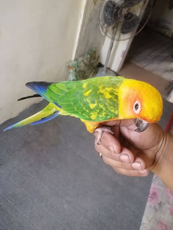 sunconure 5