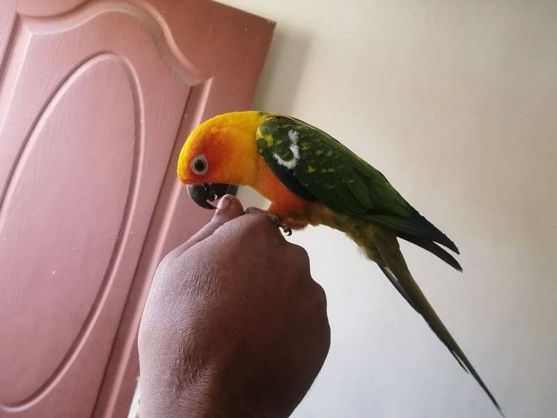 sunconure 6