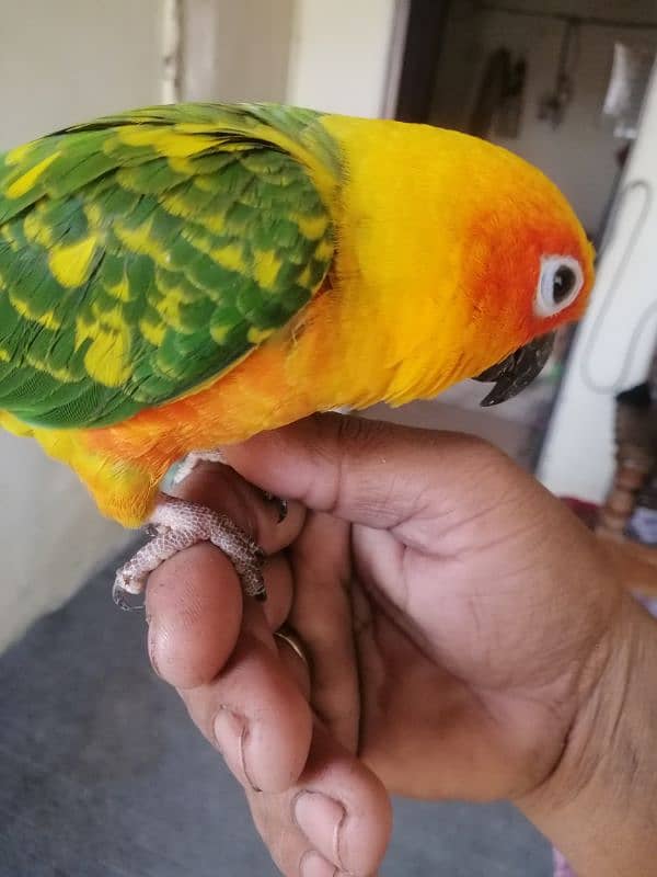 sunconure 7