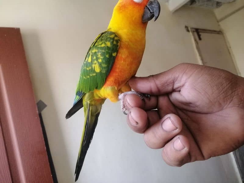 sunconure 8