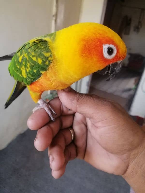 sunconure 9