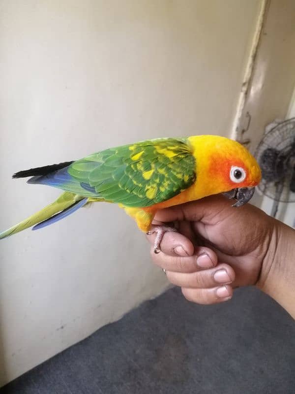 sunconure 10