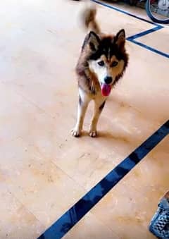 10 months husky female