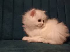 Persian kittens