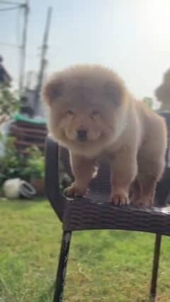 Chow Chow puppy