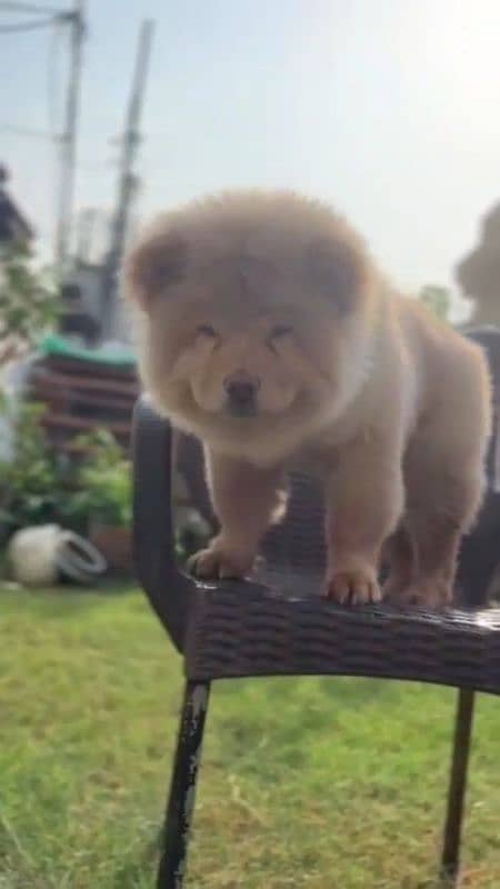 Chow Chow puppy 0