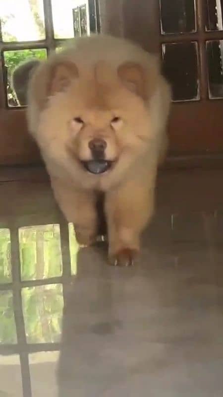 Chow Chow puppy 1