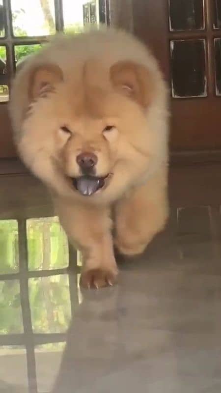 Chow Chow puppy 2