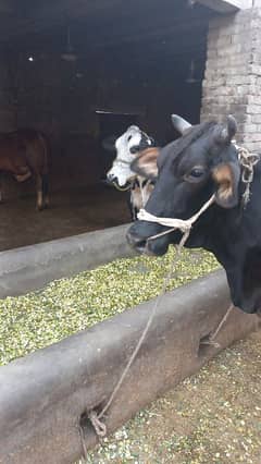 cross cow h dodh 10kg