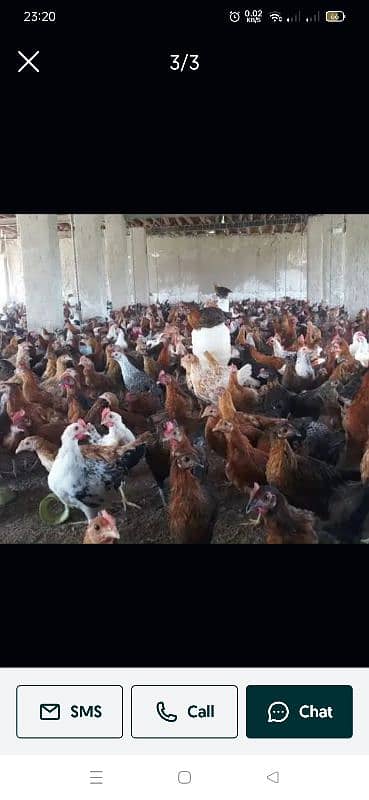 Mianwali Aseel Morgha(Rooster) & chicks 8