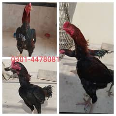 Long Height Breeder Murgha & 1 Patha, 1 Patha Medium Height