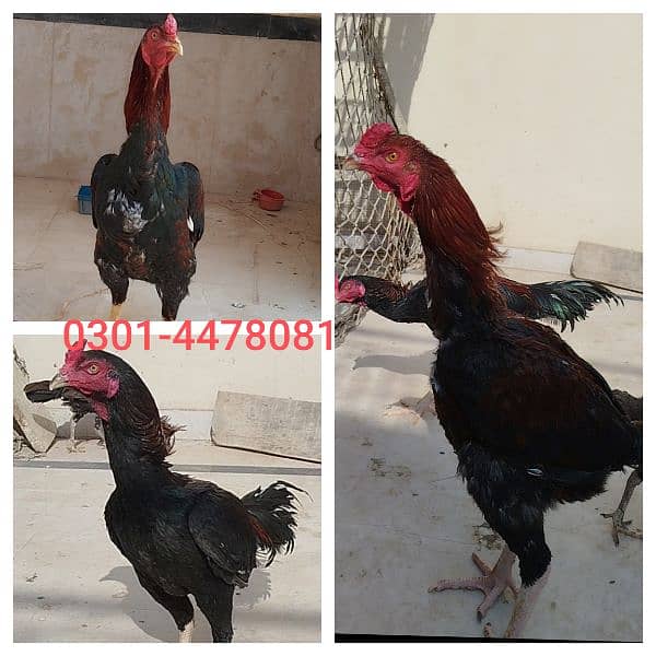 Long Height Breeder Murgha & 1 Patha, 1 Patha Medium Height 0