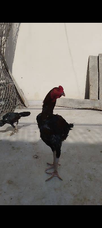 Long Height Breeder Murgha & 1 Patha, 1 Patha Medium Height 10