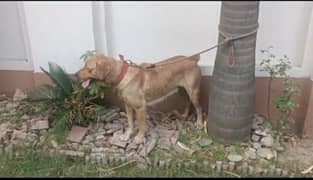 Labrador breader female