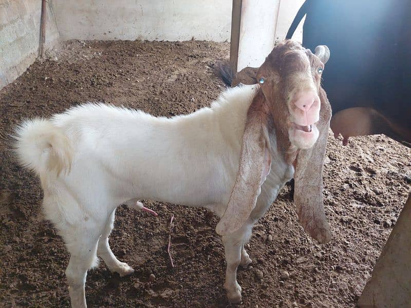 breeder bakra 9