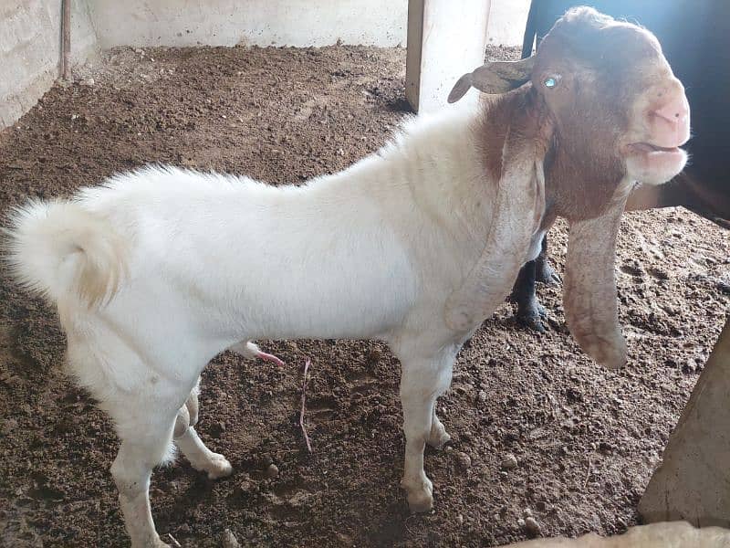 breeder bakra 10