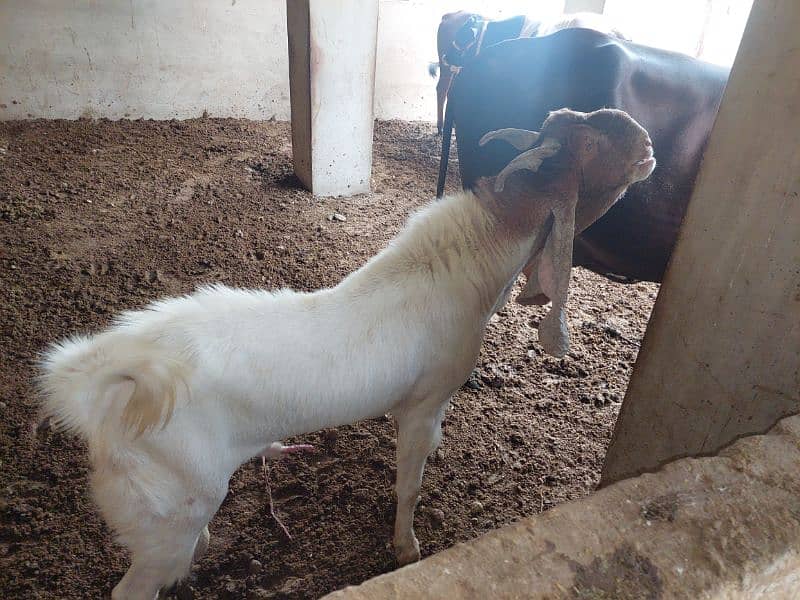 breeder bakra 11