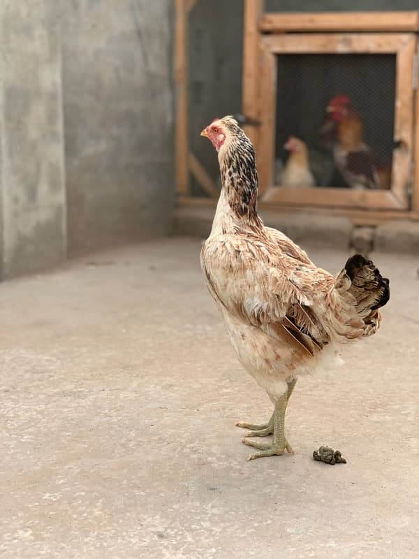 Pure desi ghar ki pathi 0